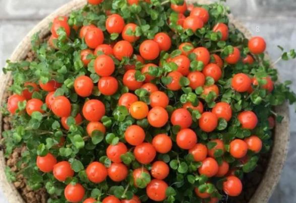 新买的茑萝怎么养护 鸢萝的养护方法