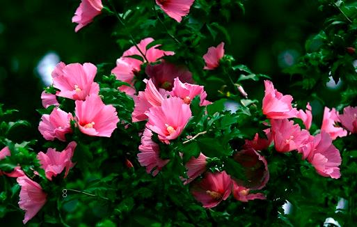 金枝玉叶多浇久水合适 如何栽培长得好 金枝玉叶多浇久水合适 如何栽培长得好