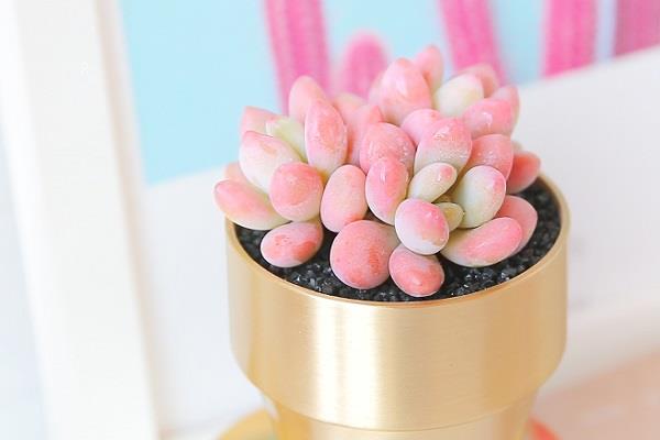 多肉夏天烂根怎么办 需要怎么挽救 多肉夏天烂根怎么办 需要怎么挽救