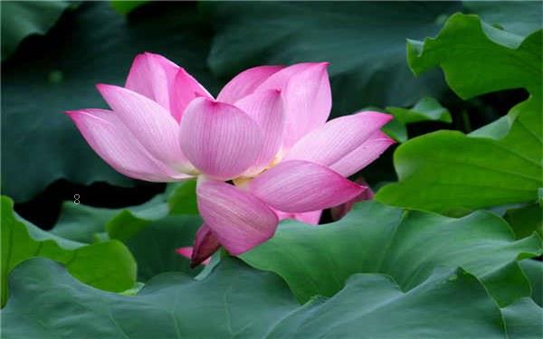 天堂鸟放客厅风水好吗 摆放禁忌是什么