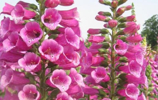 红叶石楠怎么修剪才能密 修剪时有哪些注意事项 红叶石楠怎么修剪才能密 修剪时有哪些注意事项