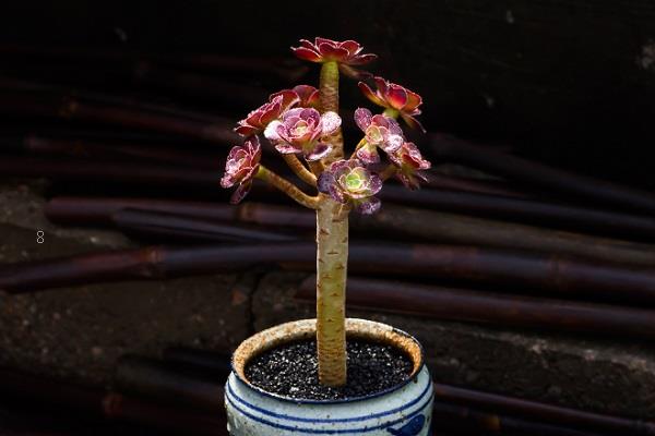 多肉植物怎么繁殖叶插方法整理