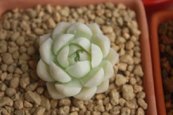 2025年多肉植物叫什么 对土壤有哪些要求 2025年多肉植物叫什么 对土壤有哪些要求