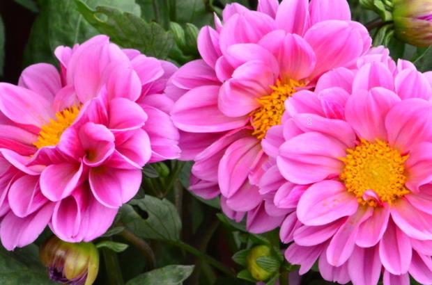 新买的金鱼吊兰怎么养护 养护时有哪些注意事项