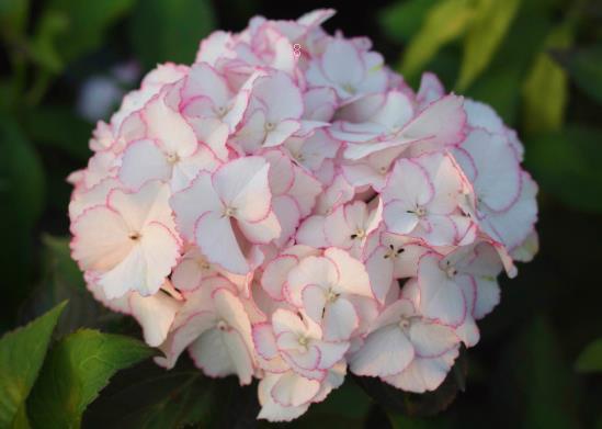 银杏果的营养价值是什么 刚摘的银杏果怎么处理才能吃