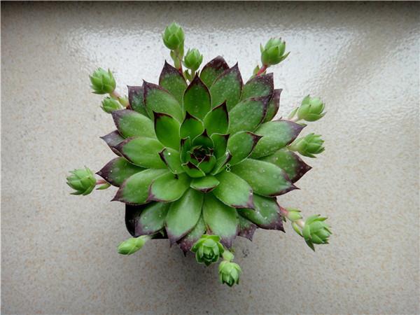 哪几种多肉最难养 好养的多肉有什么