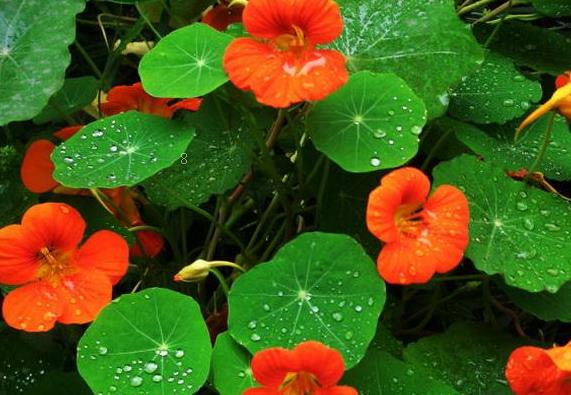 怎么让吊兰爆盆 吊兰快速抽藤的方法是什么