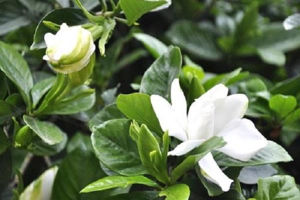 桂花怎么修剪枝叶 怎么养护长得更旺盛