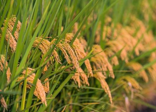 6月水稻种植管理要点是什么 有哪些注意事项