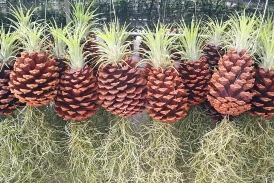 合果芋如何养殖 科学养殖方法是什么