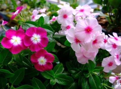 玛格丽特花怎么过冬 如何水肥管理