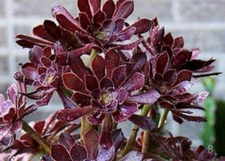 粉蓝鸟怎么养 多肉粉蓝鸟的种植注意事项