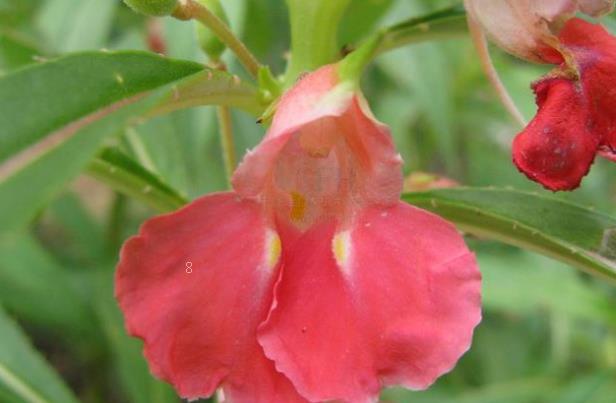 白玉虎皮兰如何养殖 养护时有哪些注意事项 白玉虎皮兰如何养殖 养护时有哪些注意事项