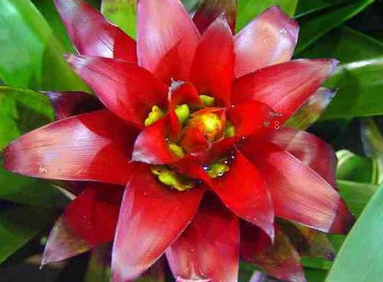 如意皇后花怎么爆盆 养护时有哪些注意事项 如意皇后花怎么爆盆 养护时有哪些注意事项