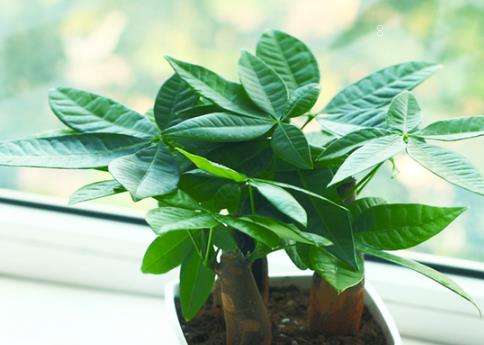 朱顶红夏季如何养殖 养护时需要注意什么