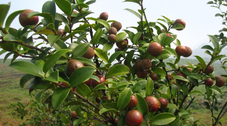 油茶苗该如何栽种 不得不知的种植要点有哪些