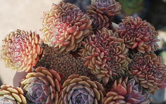 新买的熊童子怎么养护 养护时有哪些注意事项