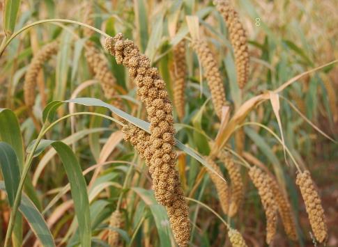 小麦冬春死苗怎么预防 有哪些预防措施