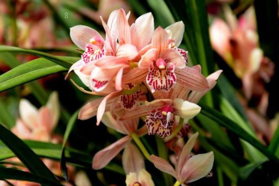 变色龙花卉的养殖方法是什么 有哪些注意事项 变色龙花卉的养殖方法是什么 有哪些注意事项