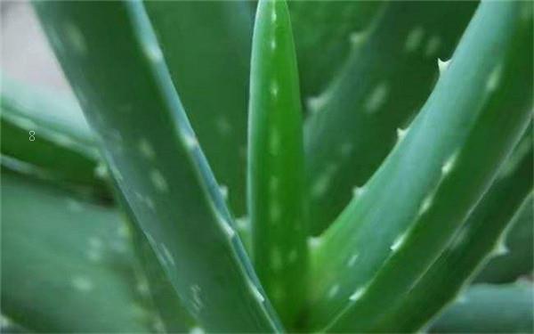 铜钱草养殖方法 注意事项有哪些 铜钱草养殖方法 注意事项有哪些