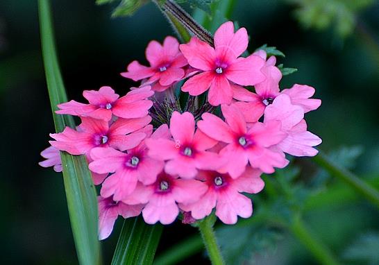 新买的虎耳草怎么养护 虎耳草的养护方法