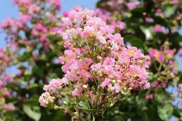 杜鹃花花期的养护方法是什么 需要注意哪些方面 杜鹃花花期的养护方法是什么 需要注意哪些方面