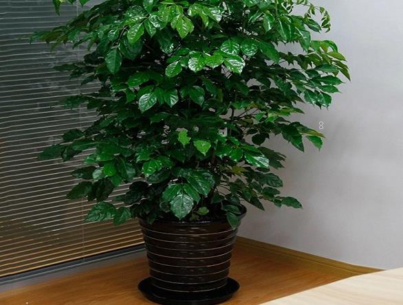 泡桐的种植方法是什么 种植时有哪些注意事项 泡桐的种植方法是什么 种植时有哪些注意事项
