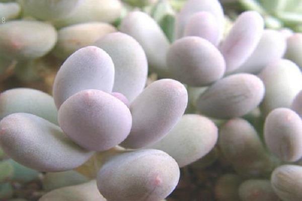 露美玉烂根了怎么办 根烂怎么处理能救活 露美玉烂根了怎么办 根烂怎么处理能救活