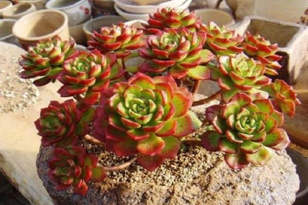 2025年最招财的5种多肉 招财又好养