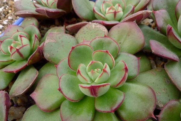 2025年多肉植物叫什么 对土壤有哪些要求 2025年多肉植物叫什么 对土壤有哪些要求