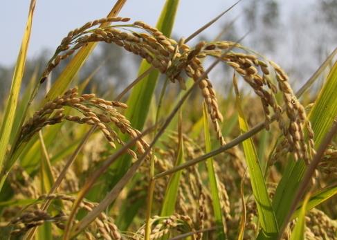 冬季农作物肥水管理要点 农作物怎么冬季养殖好 冬季农作物肥水管理要点 农作物怎么冬季养殖好