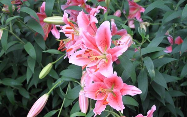 2025百合花花语是什么 有哪些传说