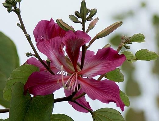 天竺葵黑腐病怎么办 应该采取什么措施