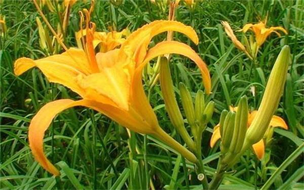 兰花尖发黑发黄怎么处理 有哪些补救措施 兰花尖发黑发黄怎么处理 有哪些补救措施