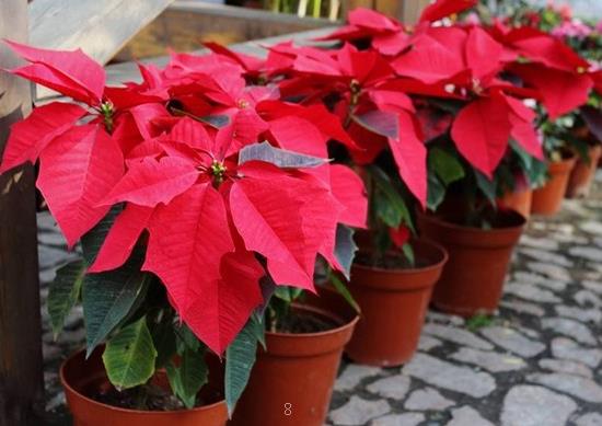 怎么让玉麒麟长得快 它喜欢什么土壤