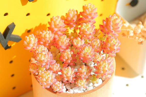 多肉叶片化水怎么补救 愈合预防多肉化水 多肉叶片化水怎么补救 愈合预防多肉化水