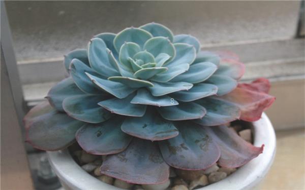 多肉绯花玉如何繁殖 养殖方法有哪些