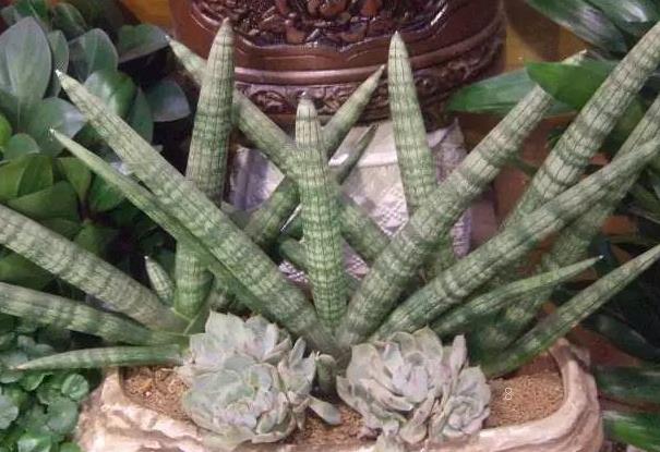 水塔花枯萎了怎么办 有哪些补救措施