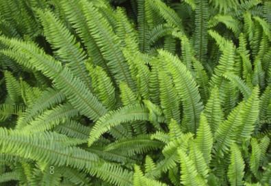 白掌有人说家里不能养的原因 养护的注意事项有哪些