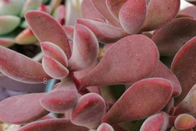 若歌诗怎么浇水 若歌诗浇水方法