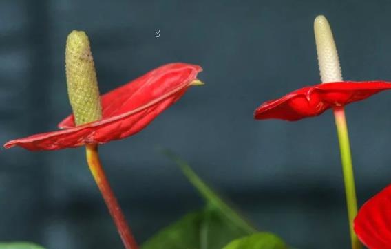 素心腊梅的养殖方法是什么 有哪些注意事项 素心腊梅的养殖方法是什么 有哪些注意事项