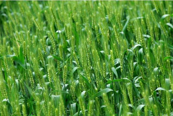 冬季梨树刮皮注意事项 梨树应该怎么养殖