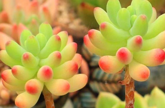 纸风车多肉怎么养殖 怎么控制繁殖 纸风车多肉怎么养殖 怎么控制繁殖