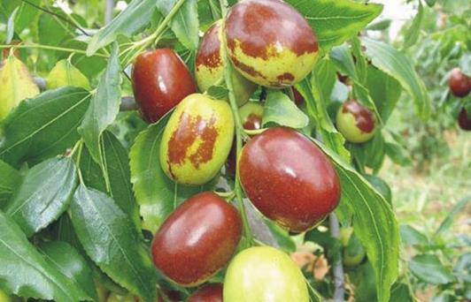 棉花田常见的除草剂药害类型有哪些 补救方法是什么