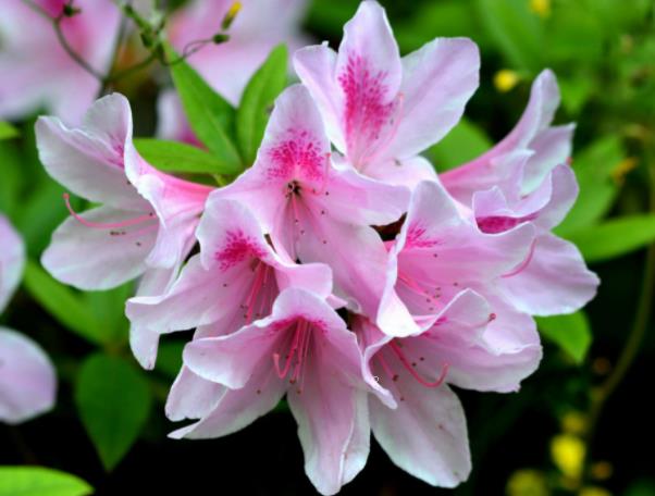 铁树叶发黄的原因是什么 补救措施有哪些