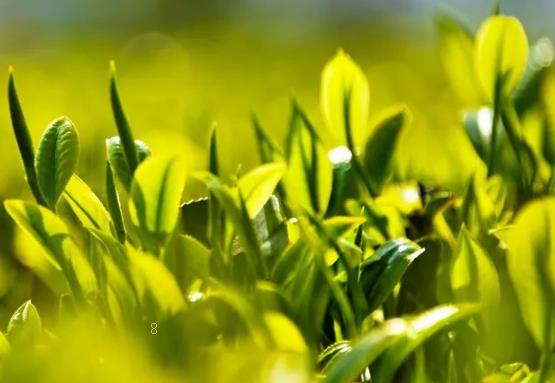 水稻三维立体强化通透密植栽培技术 水稻养殖方法