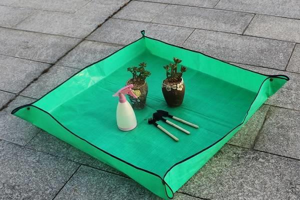 新买的多肉怎么上盆 需要做好哪些工作