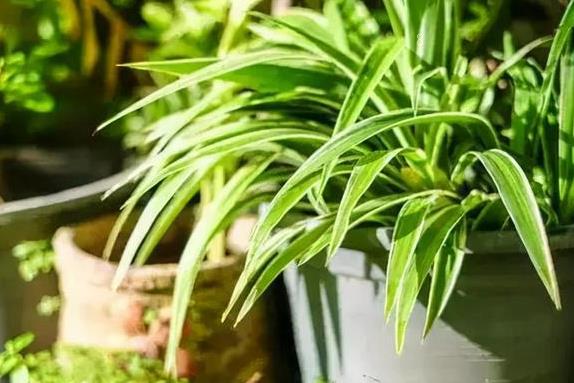 新栽的金银花老桩多久才发芽 养护时应该注意些什么