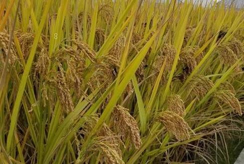 东北地区玉米苗期如何管理 有哪些管理办法