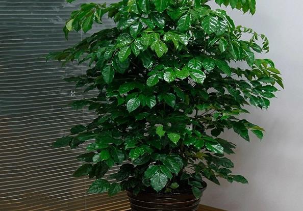 茶花树枯死怎么补救 应该采取哪些措施